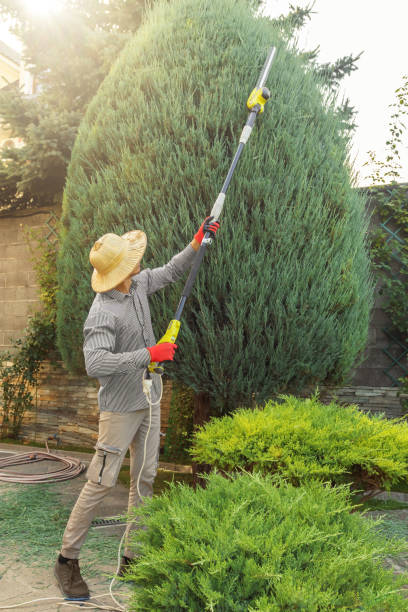 Best Palm Tree Trimming  in Biscoe, NC